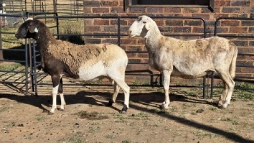2 X MEATMASTER EWE C. LEGEMAAT (Per animal to take the lot)