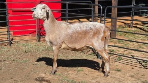 1 X MEATMASTER EWE MKL LIVESTOCK