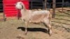 1 X MEATMASTER EWE MKL LIVESTOCK
