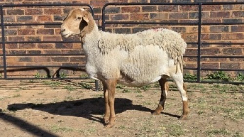 1 X MEATMASTER EWE MKL LIVESTOCK
