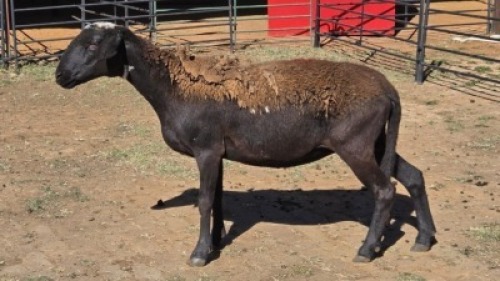 1 X MEATMASTER EWE MKL LIVESTOCK