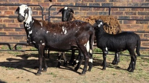 2+2 X MEATMASTER EWE MKL LIVESTOCK (Per animal to take the lot)