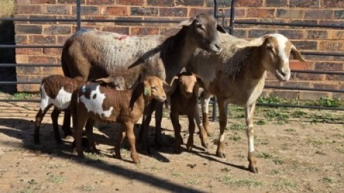 2+3 X MEATMASTER EWE MKL LIVESTOCK (Per animal to take the lot)