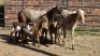 2+3 X MEATMASTER EWE MKL LIVESTOCK (Per animal to take the lot)