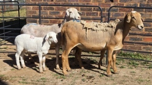 2+2 X MEATMASTER EWE MKL LIVESTOCK (Per animal to take the lot)