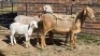 2+2 X MEATMASTER EWE MKL LIVESTOCK (Per animal to take the lot)