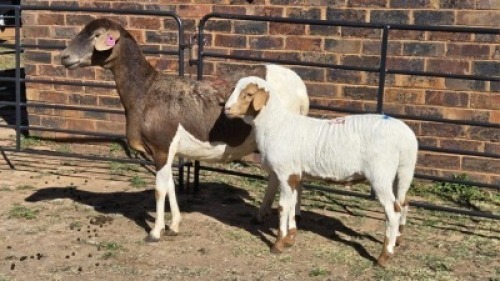 1+1 X MEATMASTER EWE MKL LIVESTOCK