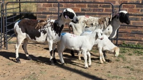 2+2 X MEATMASTER EWE MKL LIVESTOCK (Per animal to take the lot)