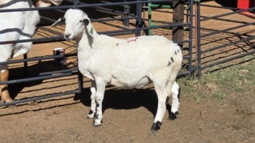 1 X MEATMASTER RAM MKL LIVESTOCK