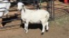 1 X MEATMASTER RAM MKL LIVESTOCK