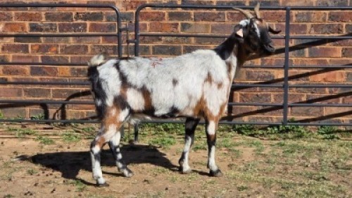 1 X MBUZI DOE CH BOERDERY
