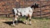 1 X MBUZI DOE CH BOERDERY