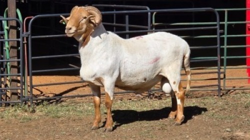 1 X MEATMASTER RAM MKL LIVESTOCK