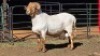 1 X MEATMASTER RAM MKL LIVESTOCK