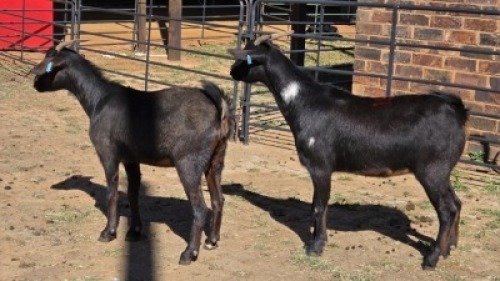 2 X MBUZI DOE CH BOERDERY (Per animal to take the lot)
