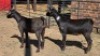 2 X MBUZI DOE CH BOERDERY (Per animal to take the lot)