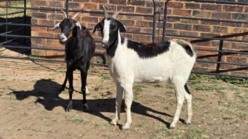 2 X MBUZI DOE CH BOERDERY (Per animal to take the lot)