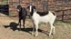 2 X MBUZI DOE CH BOERDERY (Per animal to take the lot)