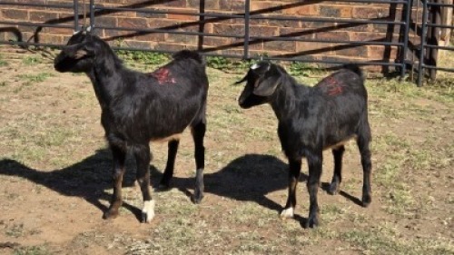 2 X MBUZI DOE CH BOERDERY (Per animal to take the lot)