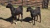 2 X MBUZI DOE CH BOERDERY (Per animal to take the lot)