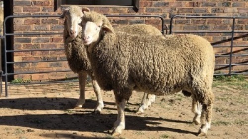 2 X DOHNE MARINO RAM KARLA NAUDE (Per animal to take the lot)