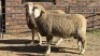 2 X DOHNE MARINO RAM KARLA NAUDE (Per animal to take the lot)
