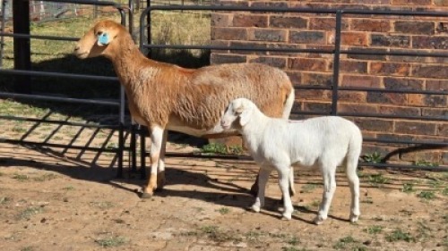 1+1 X MEATMASTER EWE TW FOURIE