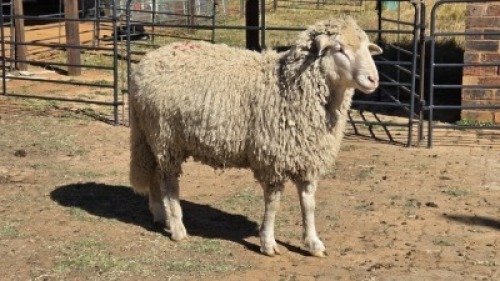 1 X DOHNE MARINO RAM KARLA NAUDE