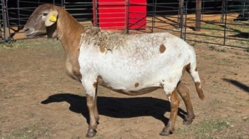 1 X MEATMASTER EWE TW FOURIE