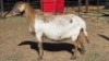 1 X MEATMASTER EWE TW FOURIE