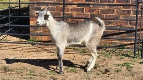 1 X MBUZI DOE CH BOERDERY