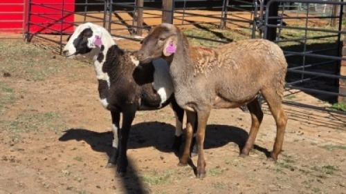 2 X MEATMASTER EWE TW FOURIE (Per animal to take the lot)