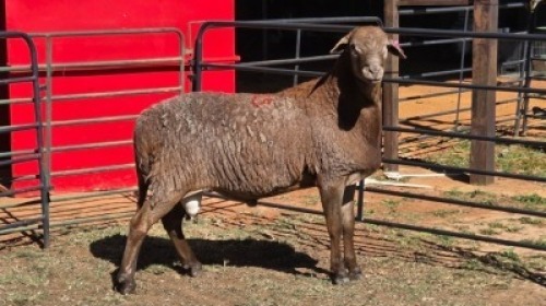 1 X MEATMASTER RAM TW FOURIE