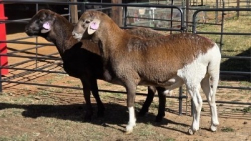 2 X MEATMASTER RAM TW FOURIE (Per animal to take the lot)