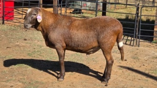1 X MEATMASTER RAM TW FOURIE