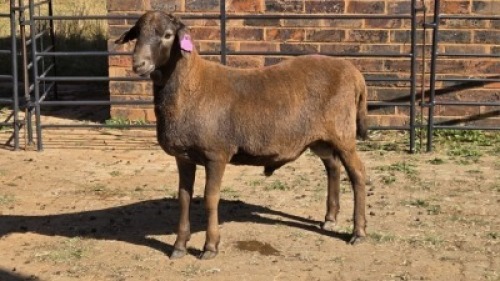 1 X MEATMASTER RAM TW FOURIE