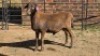 1 X MEATMASTER RAM TW FOURIE