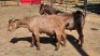 2 X KALAHARI RED BUCK S. KOTSE (Per animal to take the lot)