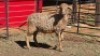 1 X MEATMASTER EWE SITKA BOERDERY