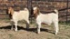 2 X BOER GOAT BUCK & DOE SITKA BOERDERY (Per animal to take the lot)