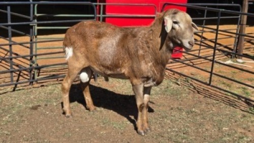 1 X MEATMASTER RAM SITKA BOERDERY