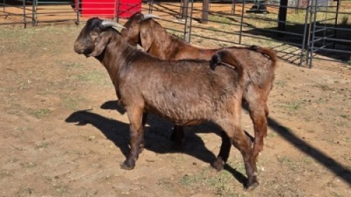 2 X KALAHARI RED BUCK S. KOTSE (Per animal to take the lot)