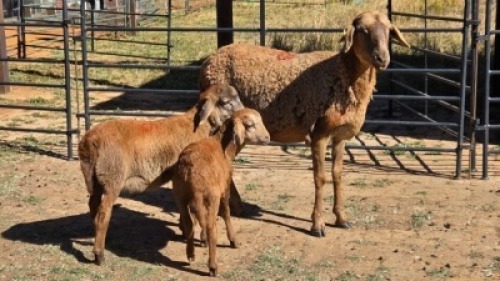 1+2 X MEATMASTER EWE WA NEL