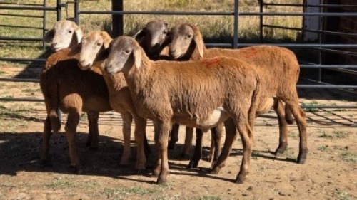 5 X MEATMASTER RAM WA NEL (Per animal to take the lot)