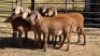 5 X MEATMASTER RAM WA NEL (Per animal to take the lot)