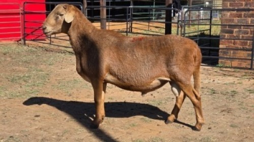 1 X MEATMASTER RAM WA NEL