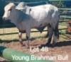 1 X BRAHMAN BULL Oitsile Mmatlakgomo