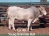 1 X BRAHMAN BULL Oitsile Mmatlakgomo