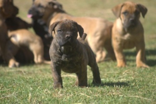 1 X BOERBOEL MALE VKR BOERDERY