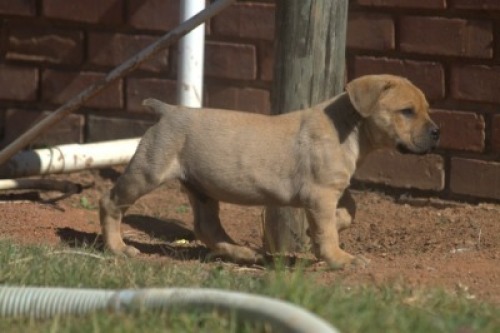 1 X BOERBOEL MALE VKR BOERDERY